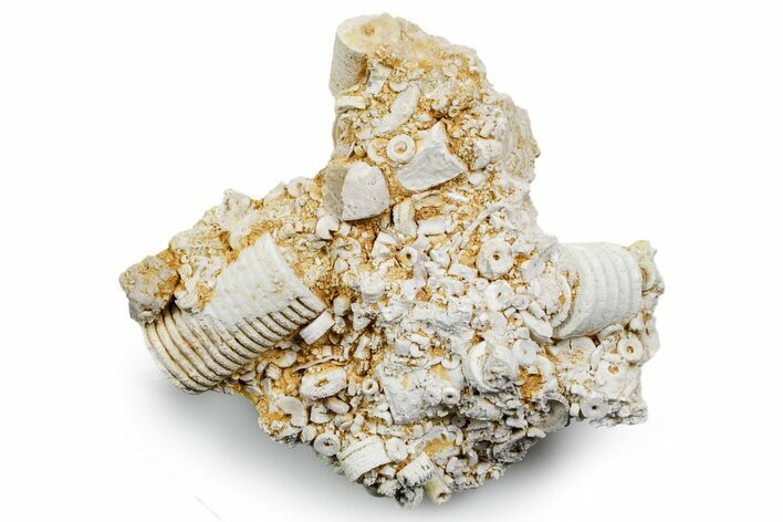 Mississippian Fossil Crinoid Stem Cluster - Kentucky #358734